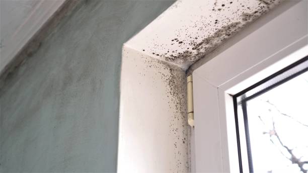 Trusted Marietta, OH Mold Remediation Experts