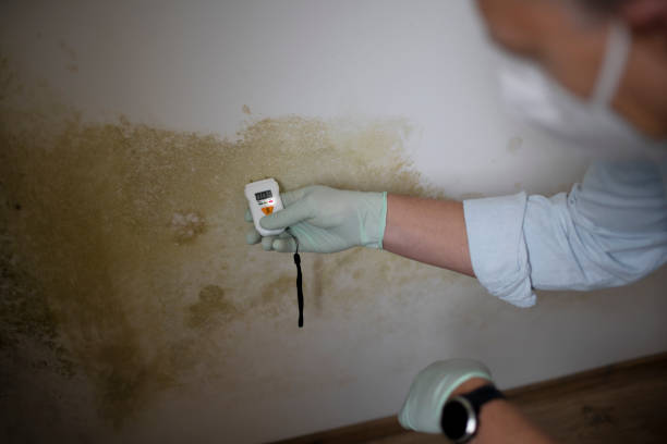 Best Bathroom Mold Remediation in Marietta, OH