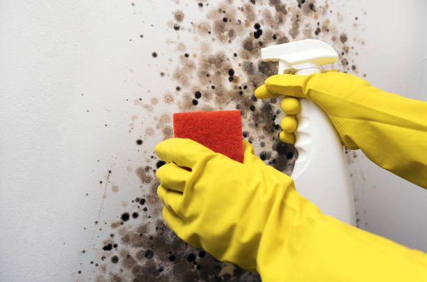 Best Emergency Mold Remediation in Marietta, OH