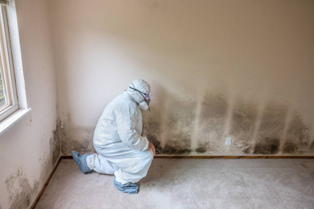 Best Kitchen Mold Remediation in Marietta, OH