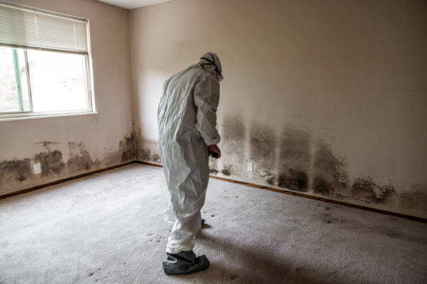 Best Insurance-Related Mold Remediation in Marietta, OH