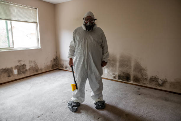 Best Localized Mold Remediation (e.g., coastal areas, humid climates) in Marietta, OH
