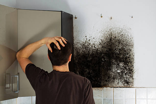 Best Basement Mold Remediation in Marietta, OH