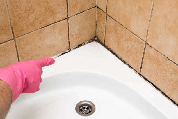 Best Residential Mold Remediation in Marietta, OH